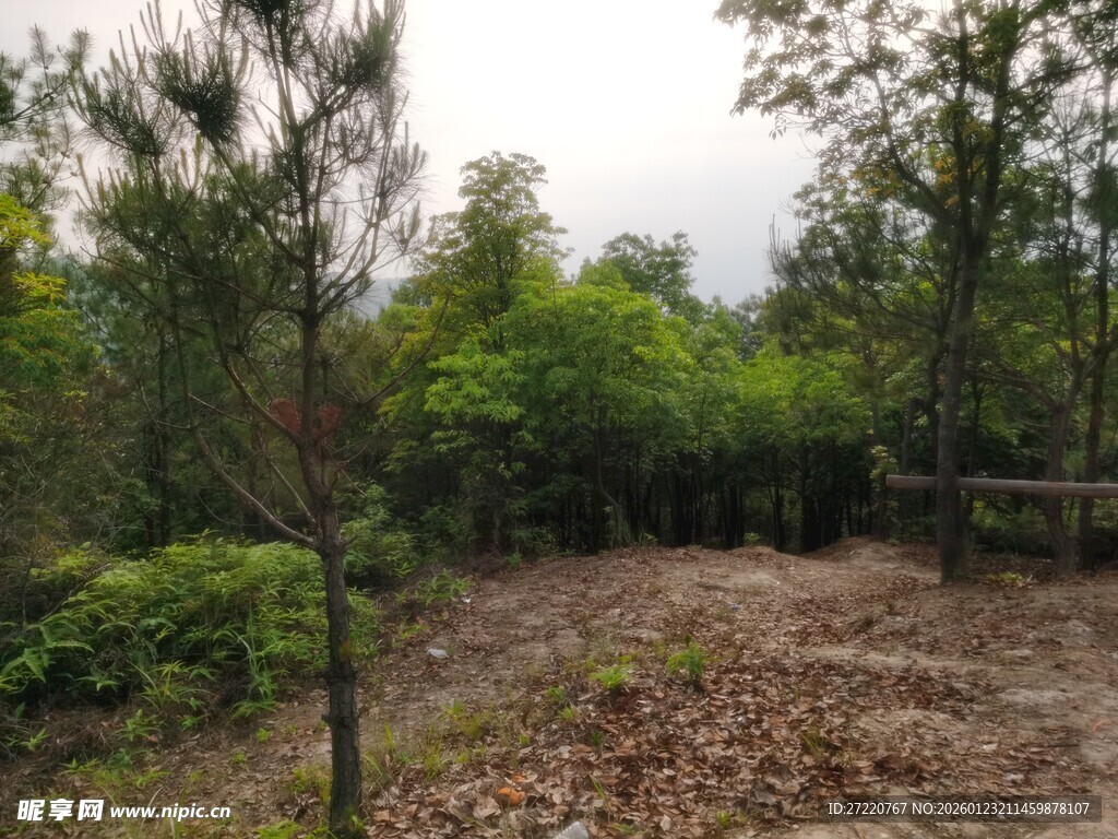 林间空地 静谧自然之景