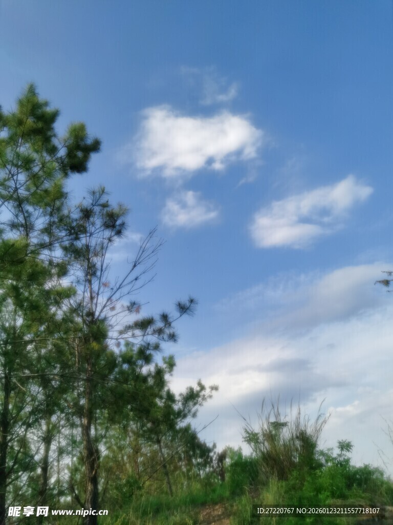 蓝天绿树间的清新景致