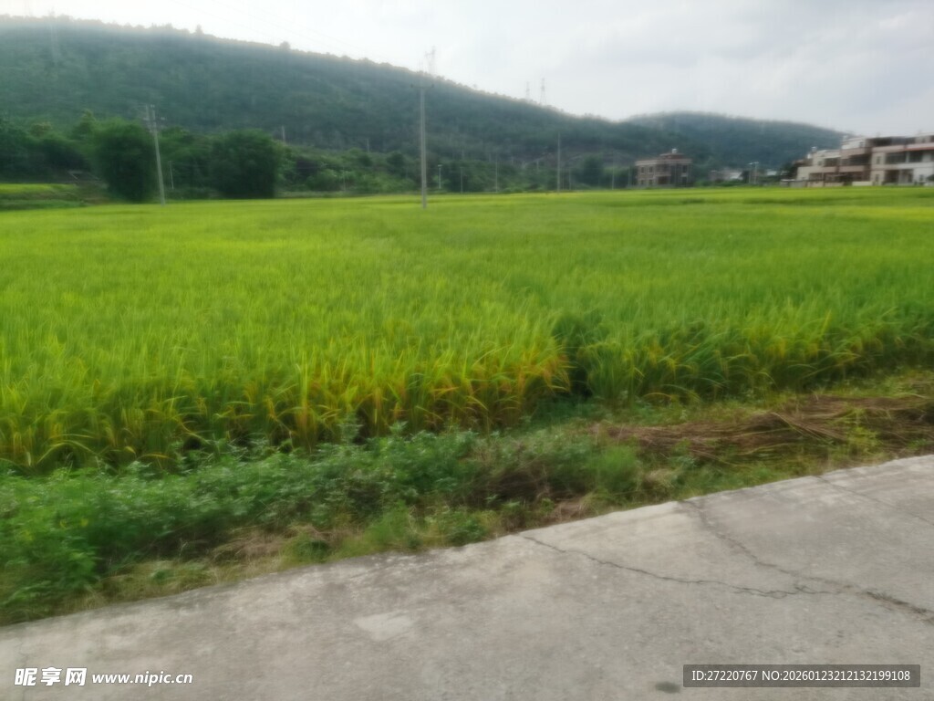 乡村田野绿色稻田景象