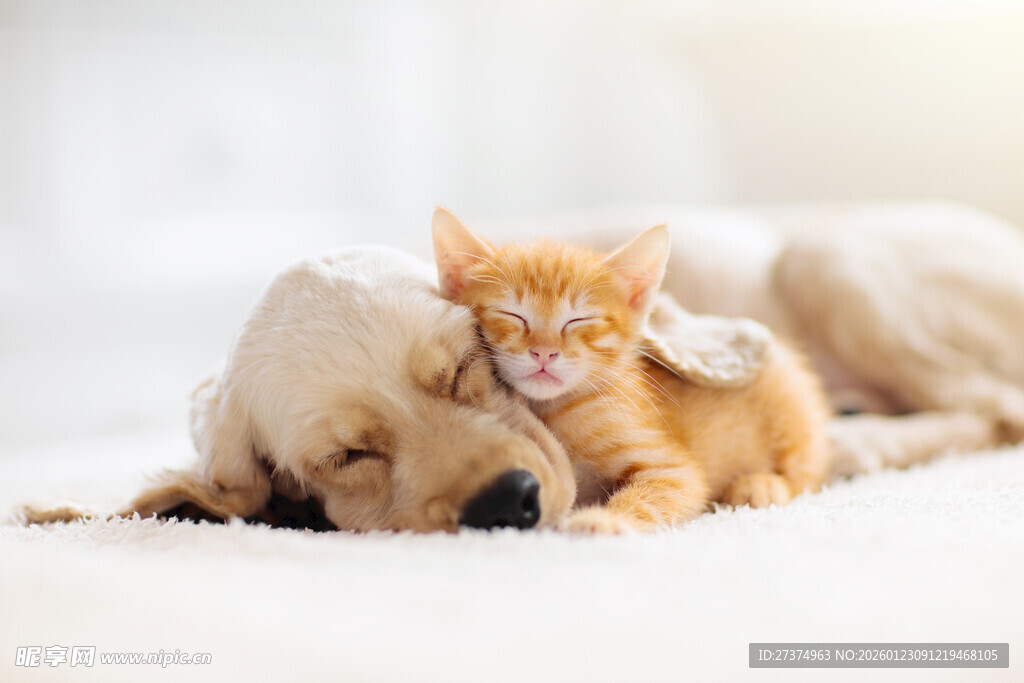 猫咪依偎在狗狗身上睡觉