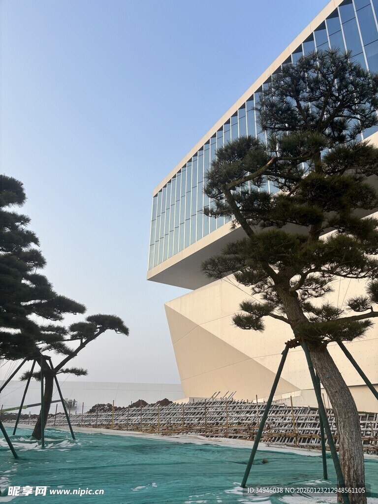 现代建筑旁的造型松树景