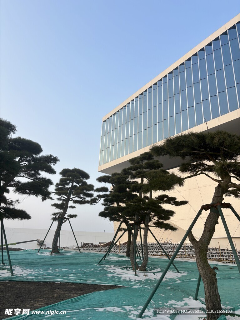 现代建筑旁的造型别致松树
