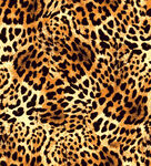 豹纹图案纹理