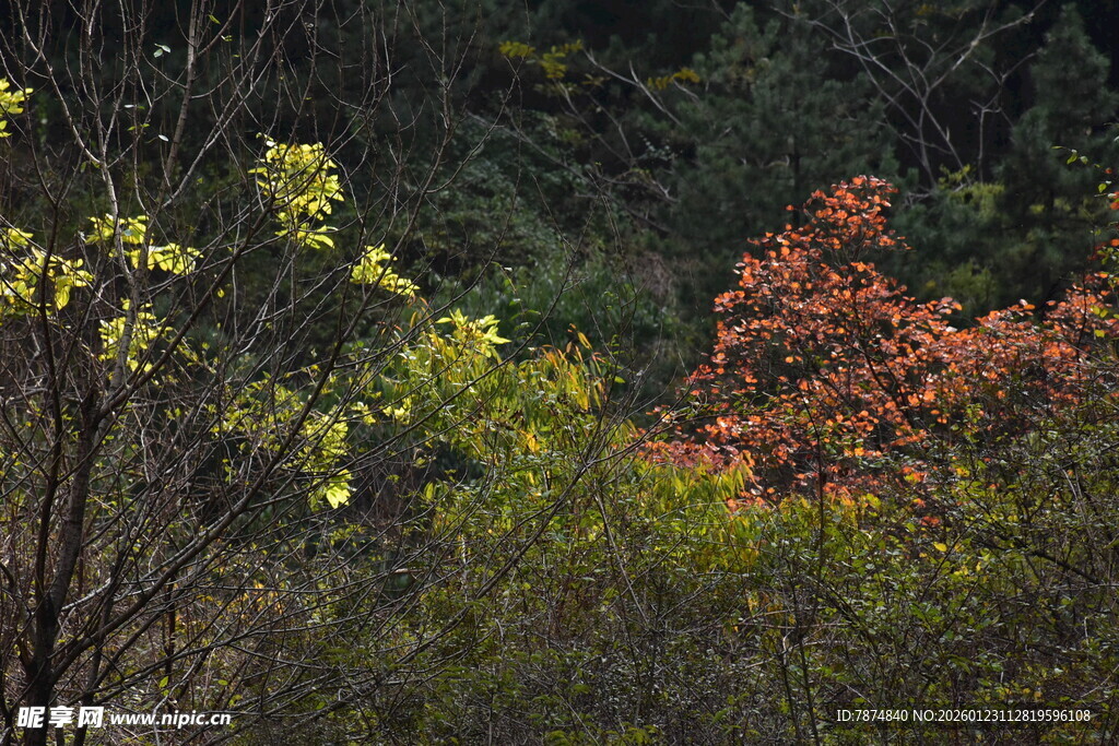 山林间多彩树木景致