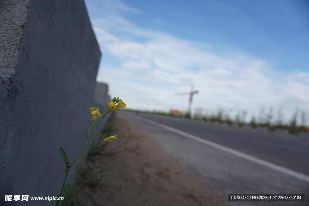 路边小花绽放于墙旁
