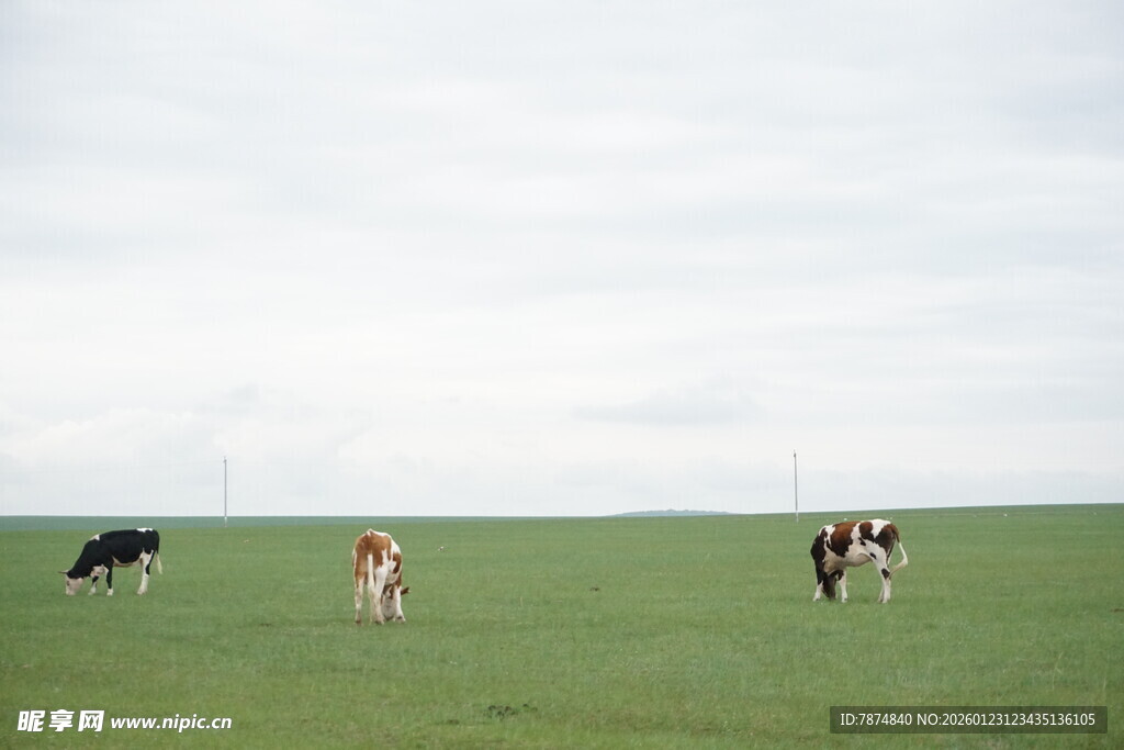 草原上悠闲的几头奶牛
