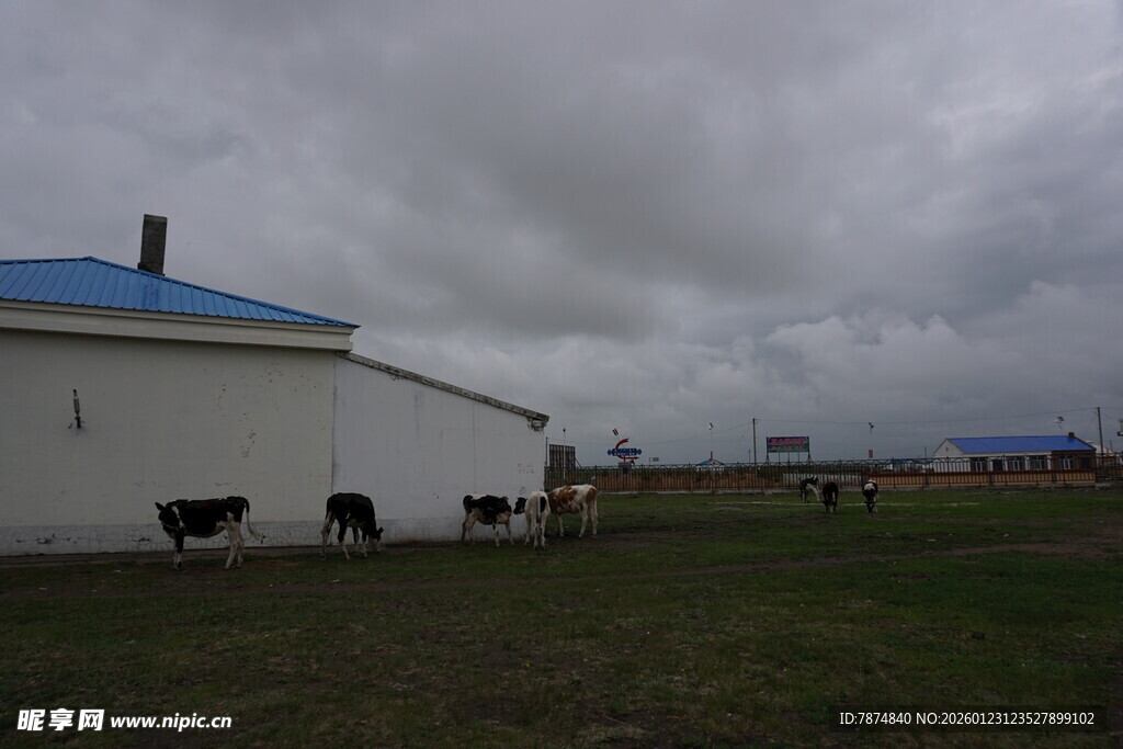 草原上的牛群与白色建筑