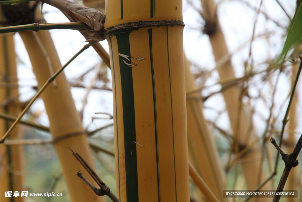 竹制围栏细节特写