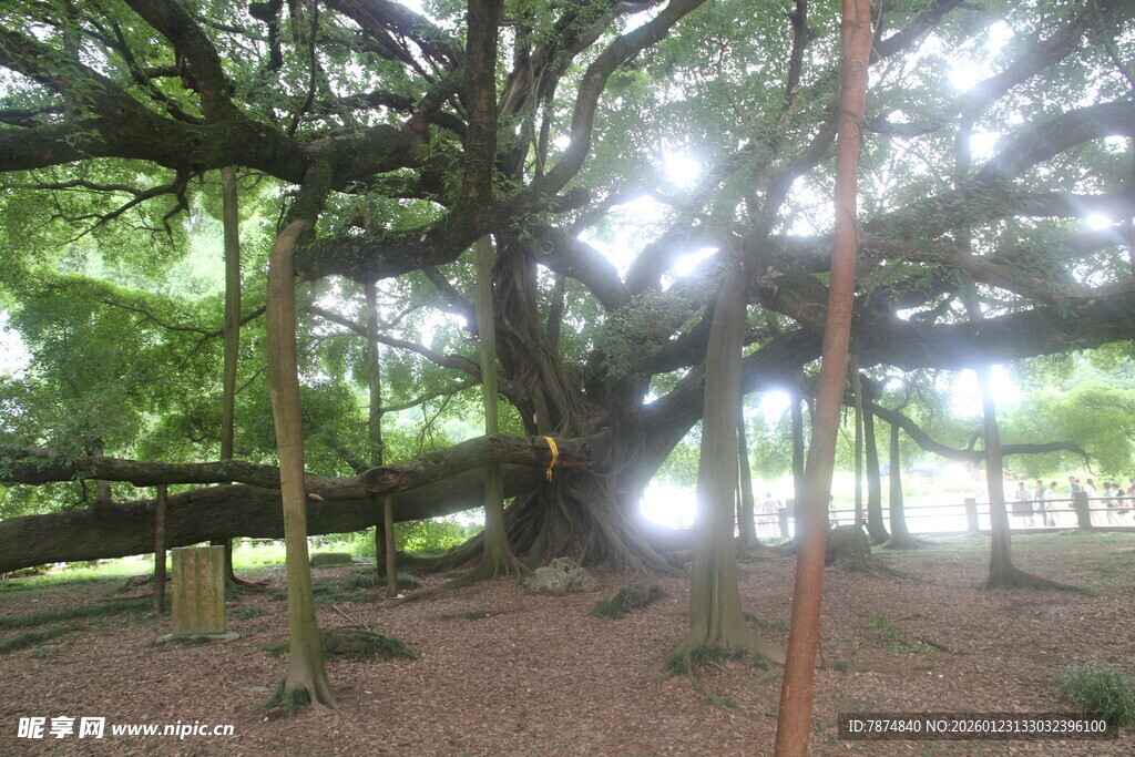 古老大树撑起繁茂绿荫