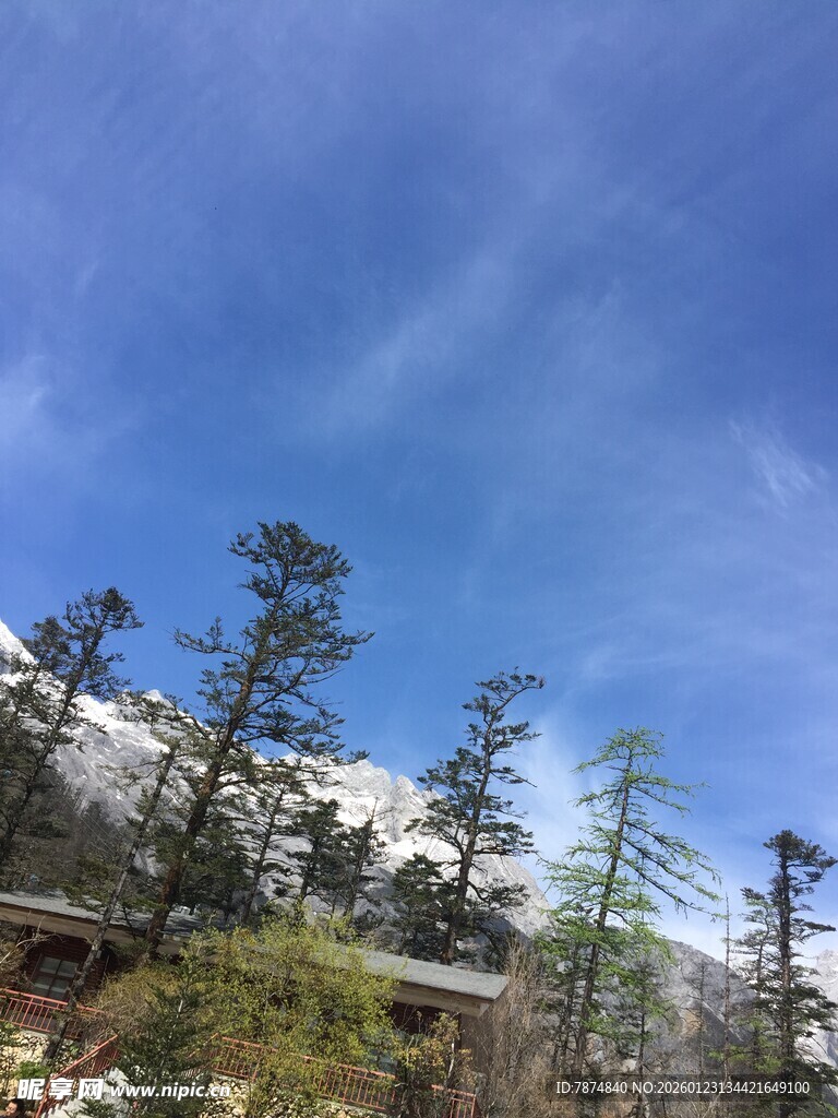 雪山下的葱郁林木风景