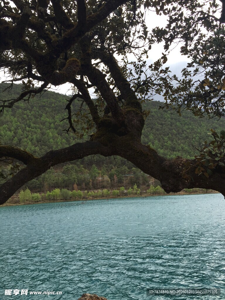 湖畔枝影 静谧自然景致