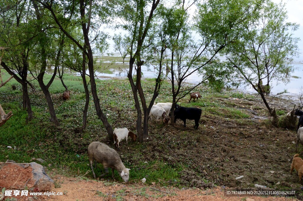 乡村树下悠闲吃草的家畜