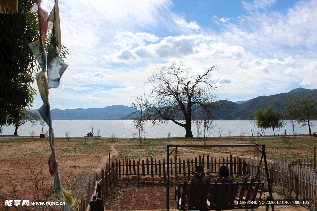 湖畔围栏旁的孤寂树木