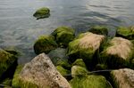 水边覆绿苔的嶙峋石块