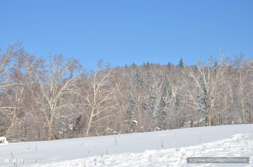 冬日雪林蓝天美景
