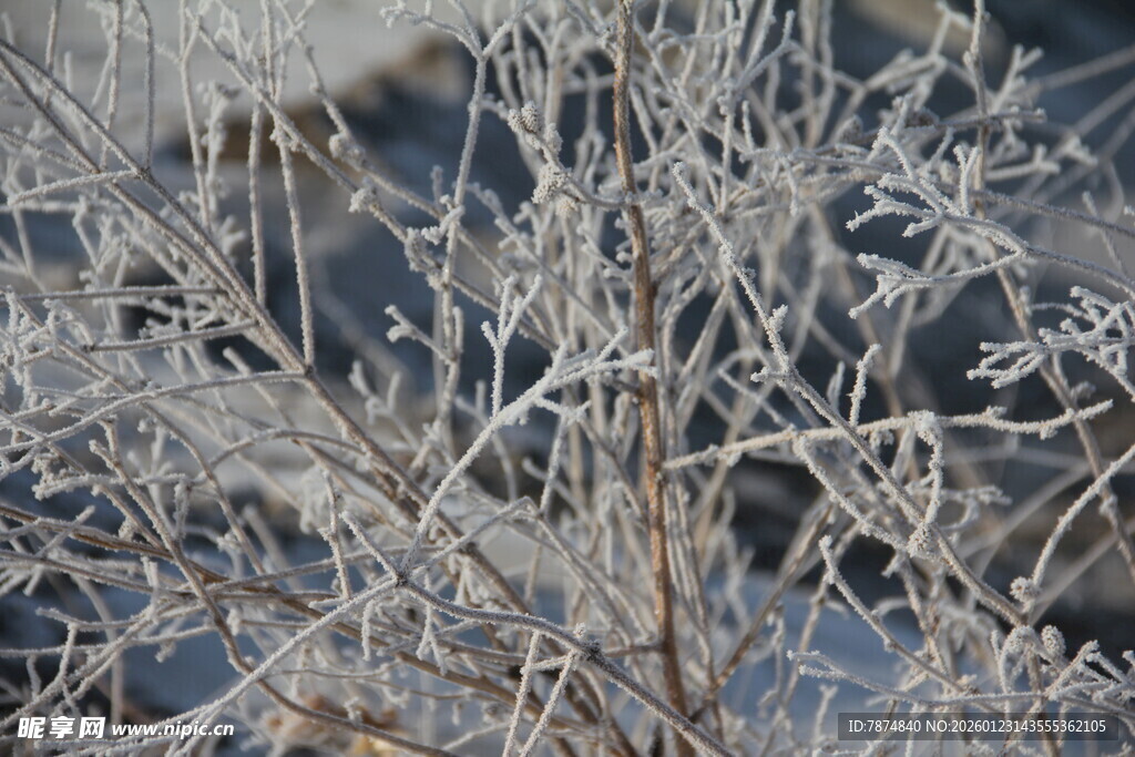 冬日冰霜覆盖的枯枝景象
