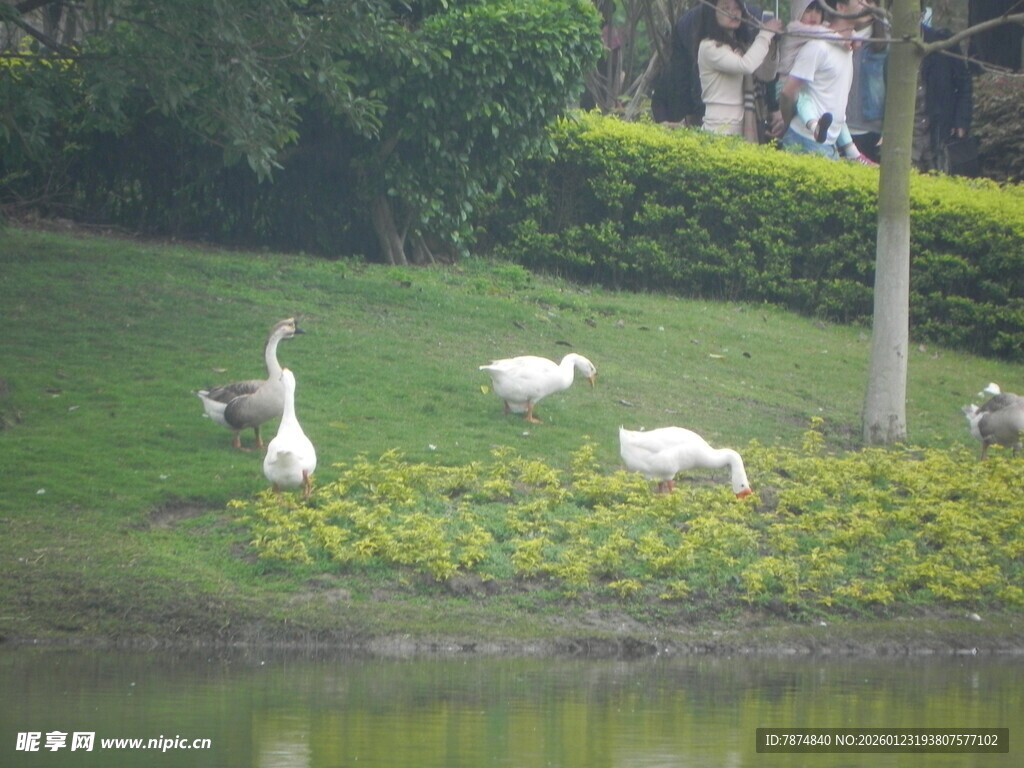 湖畔白鹭栖息于绿草地