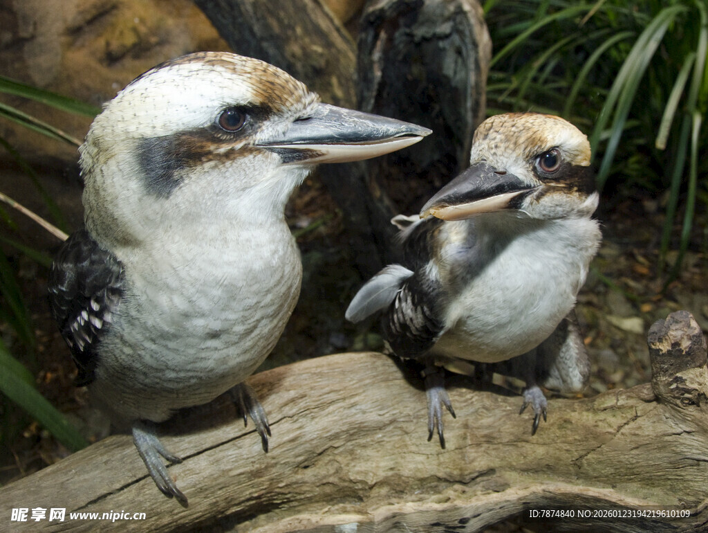 两只笑翠鸟立于木枝上