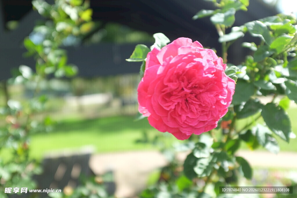 娇艳盛开的粉红色月季花