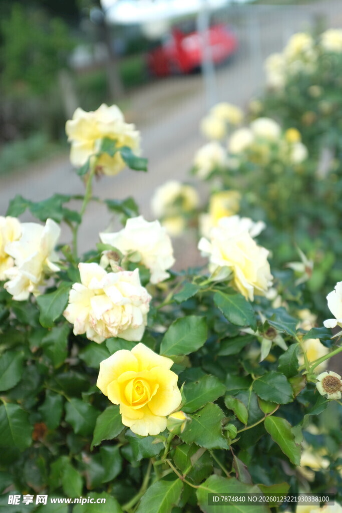 路边绽放的黄白月季花