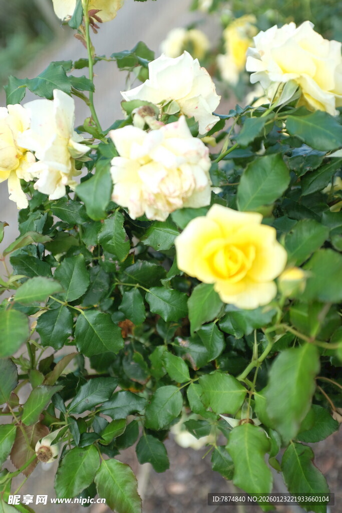 黄白月季花绽放