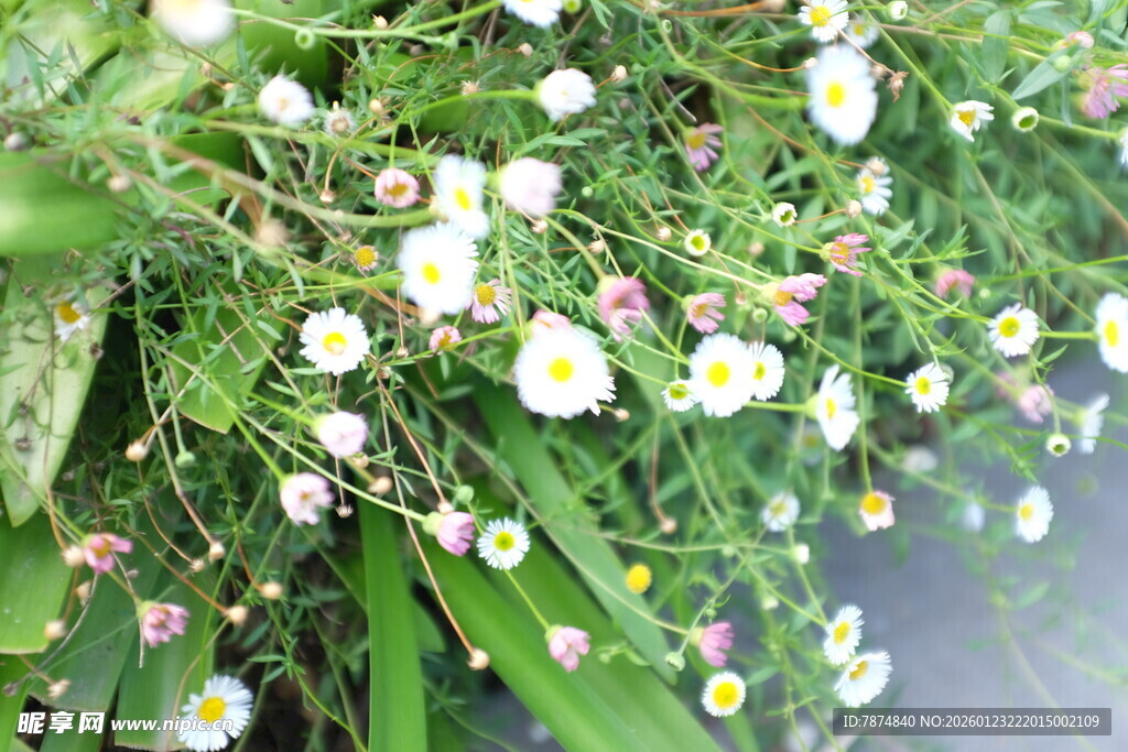 清新小白菊绽放绿意间