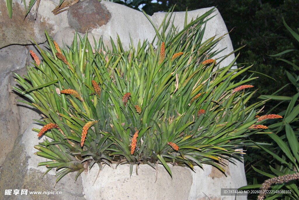 盆栽绿植 生机盎然的景致