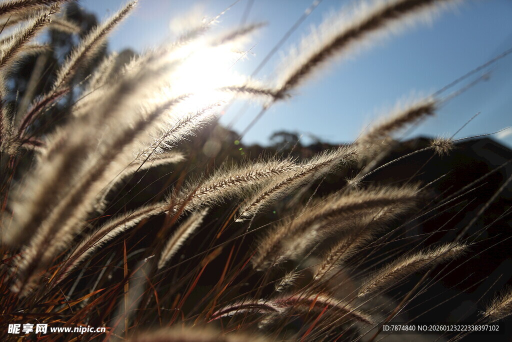 阳光下的狗尾巴草美景