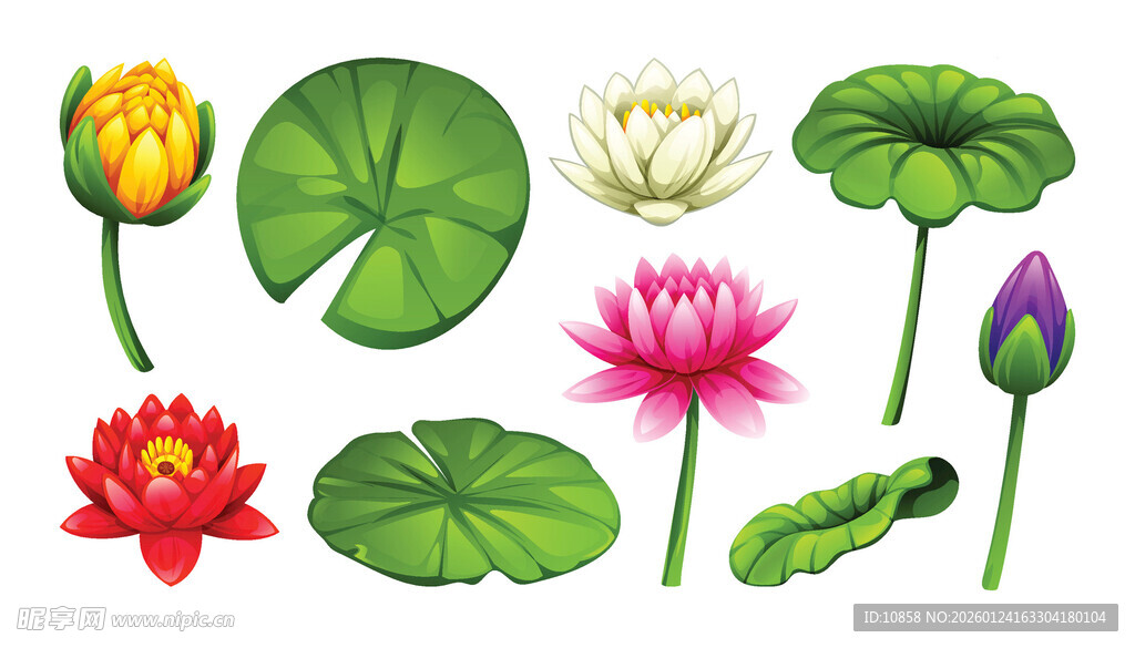 荷花与荷叶素材