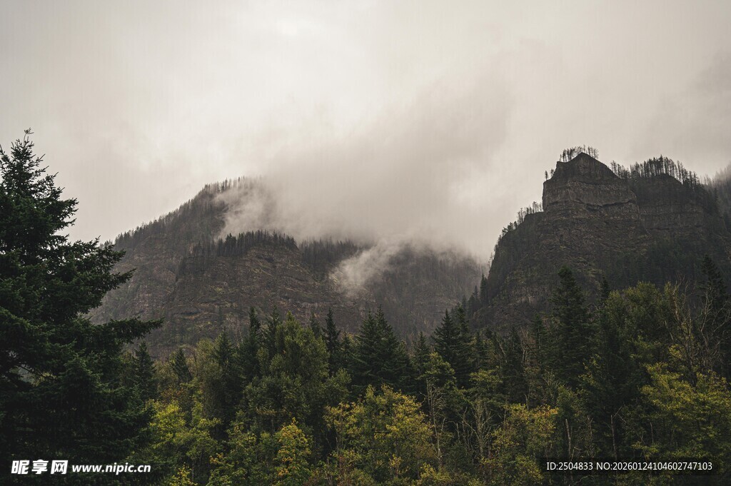 云雾缭绕的山林美景
