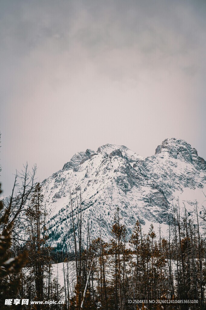 雪山远景 枯木相伴