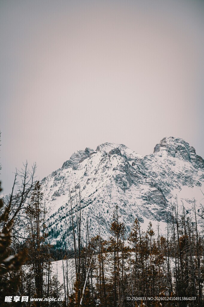 雪山风景 枯树相伴