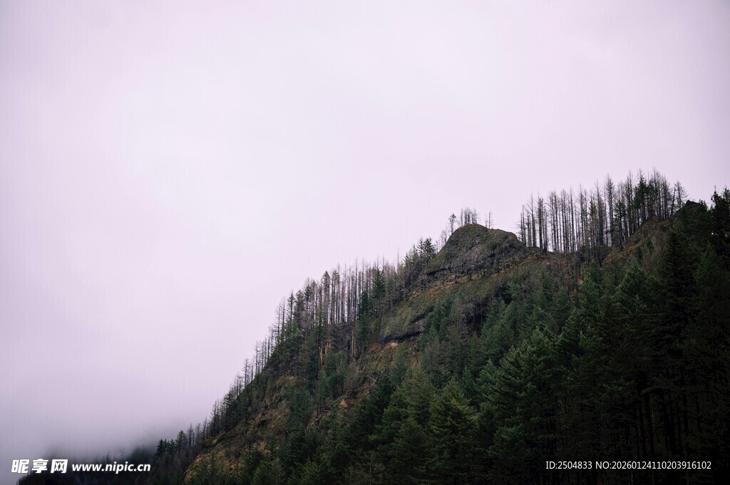 云雾缭绕的山林美景