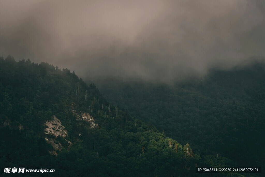 云雾缭绕的山林美景