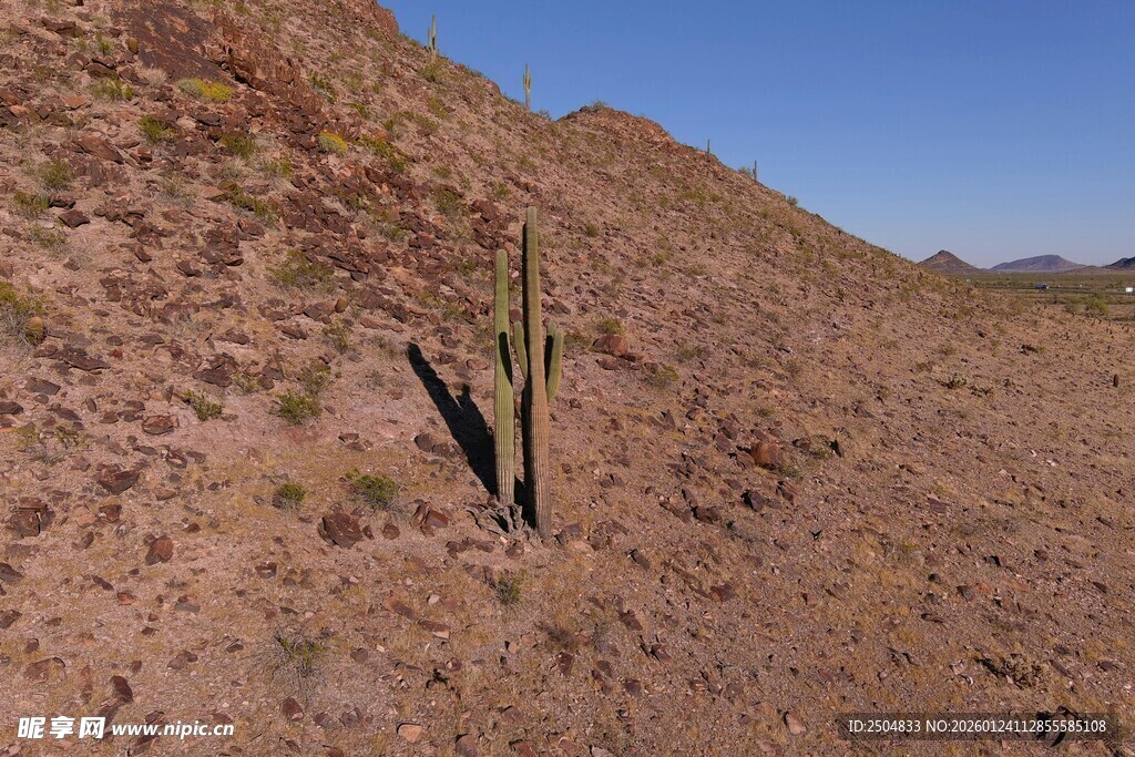  漠中的孤独仙人掌