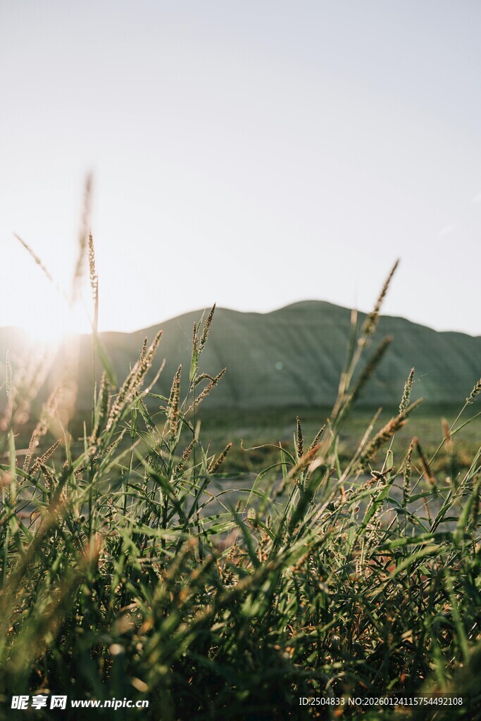 阳光下的草地与远山