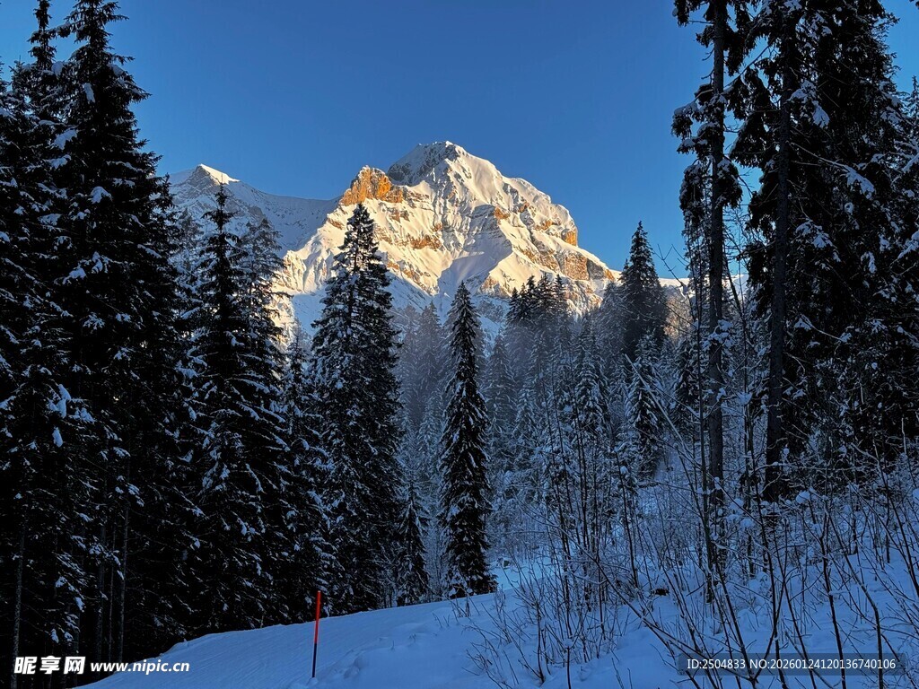 雪山森林美景