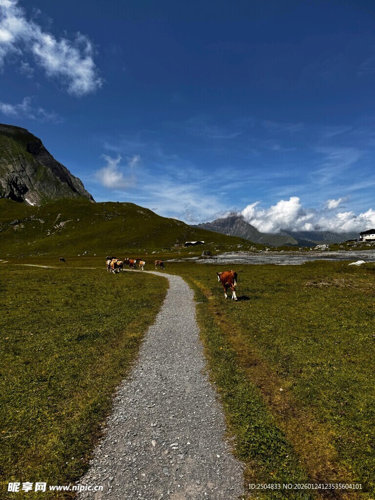 山间小径旁的悠然草地风光