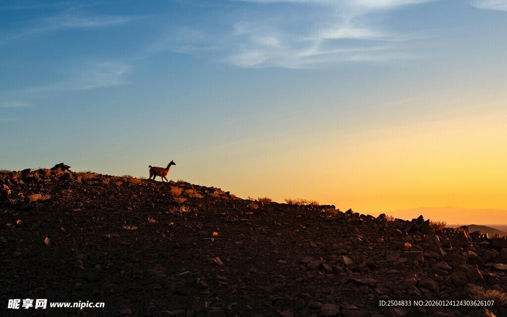 夕阳下的旷野孤景