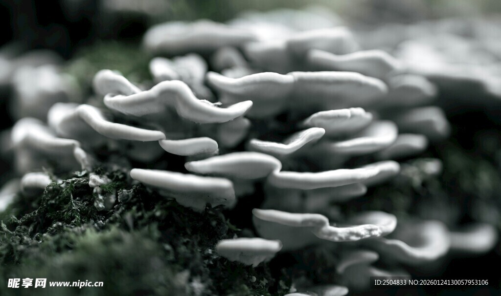 密集白色菌类特写