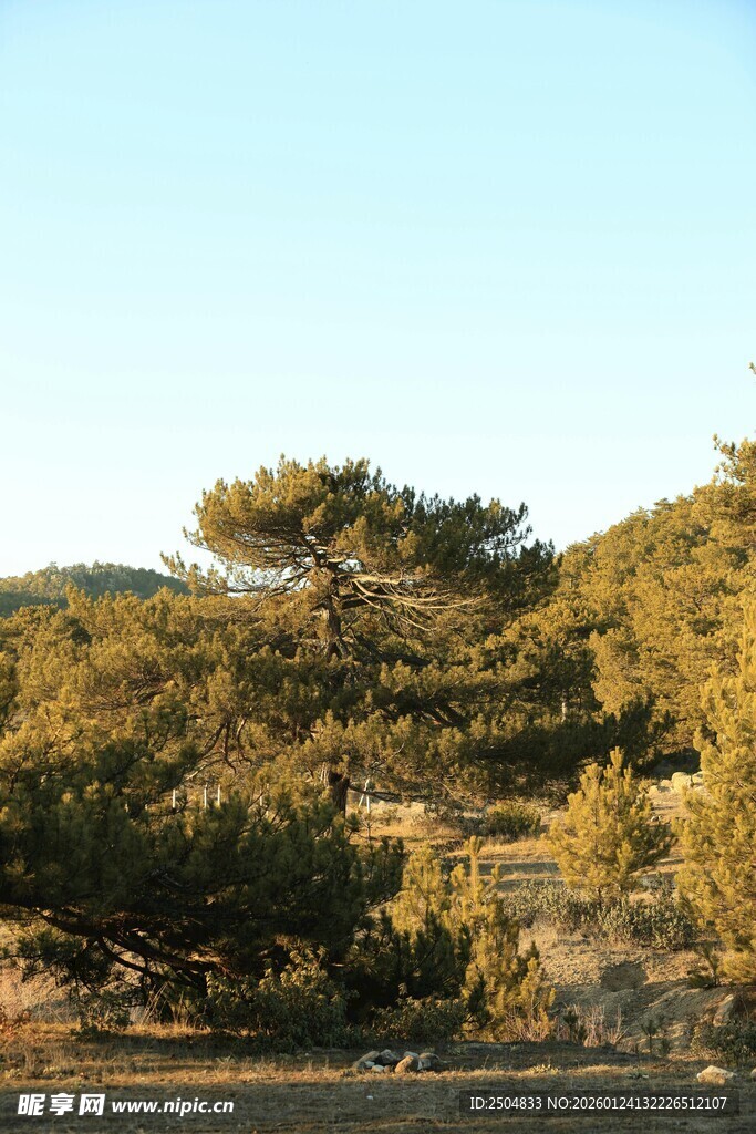 阳光下的葱郁松林