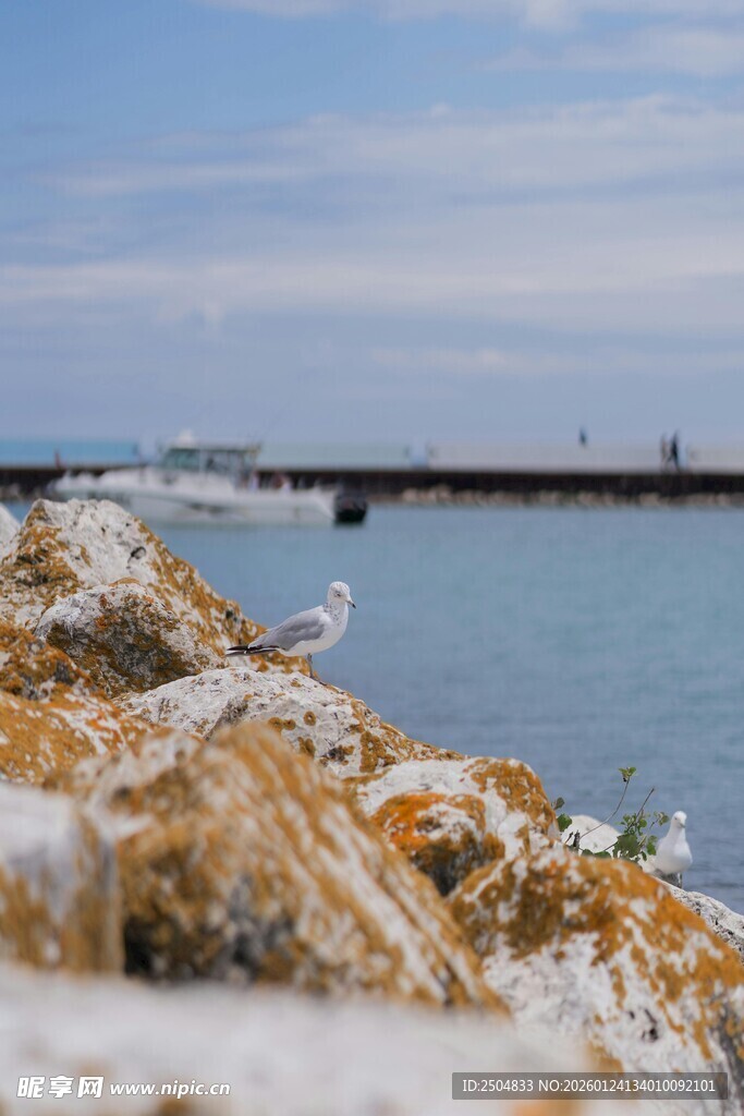 海边礁石上的群栖海鸥