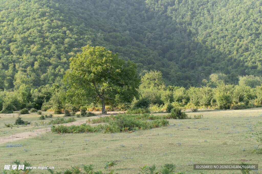 山间绿野中的葱郁树木