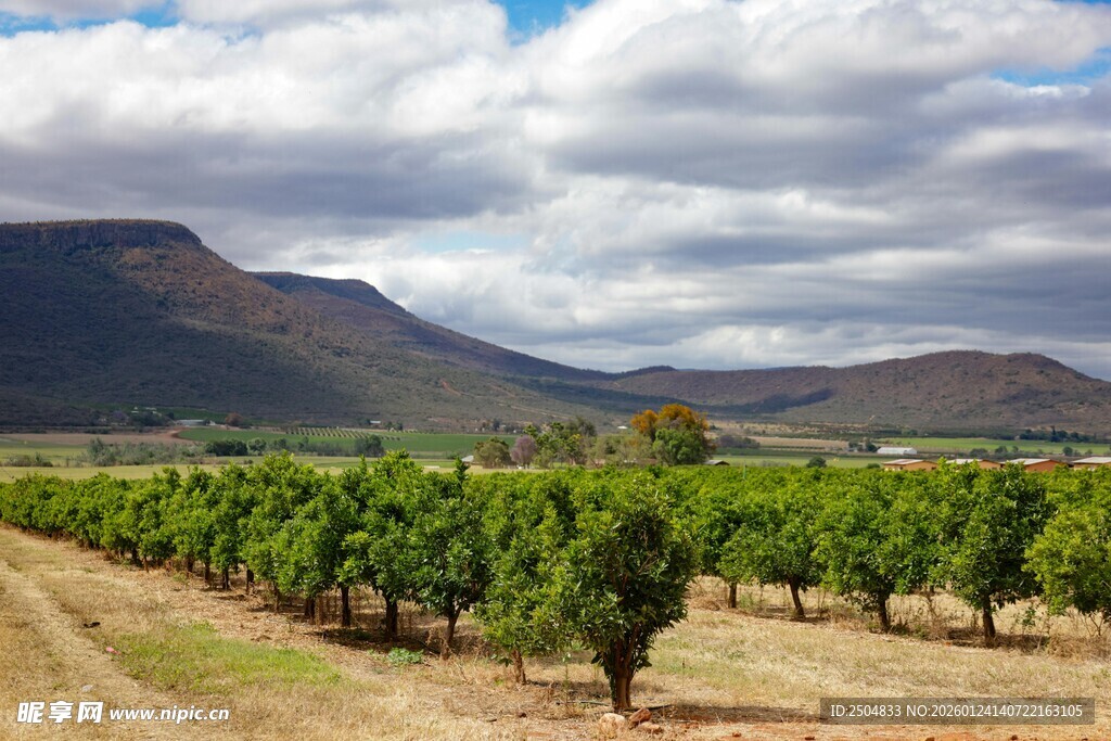 田园风光中的葡萄园美景