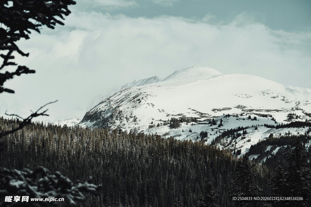 雪山下的森林景观