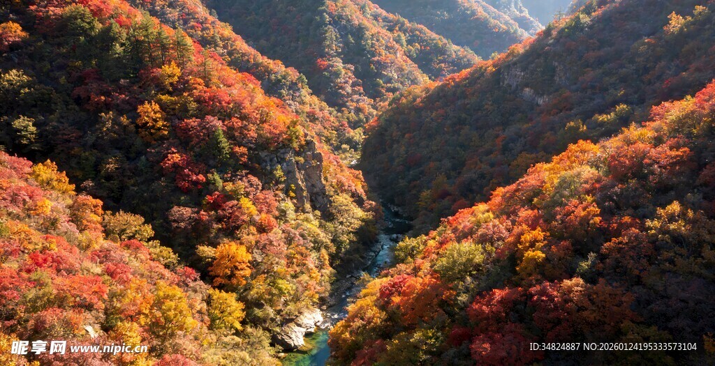 秋日山谷绚烂红叶美景