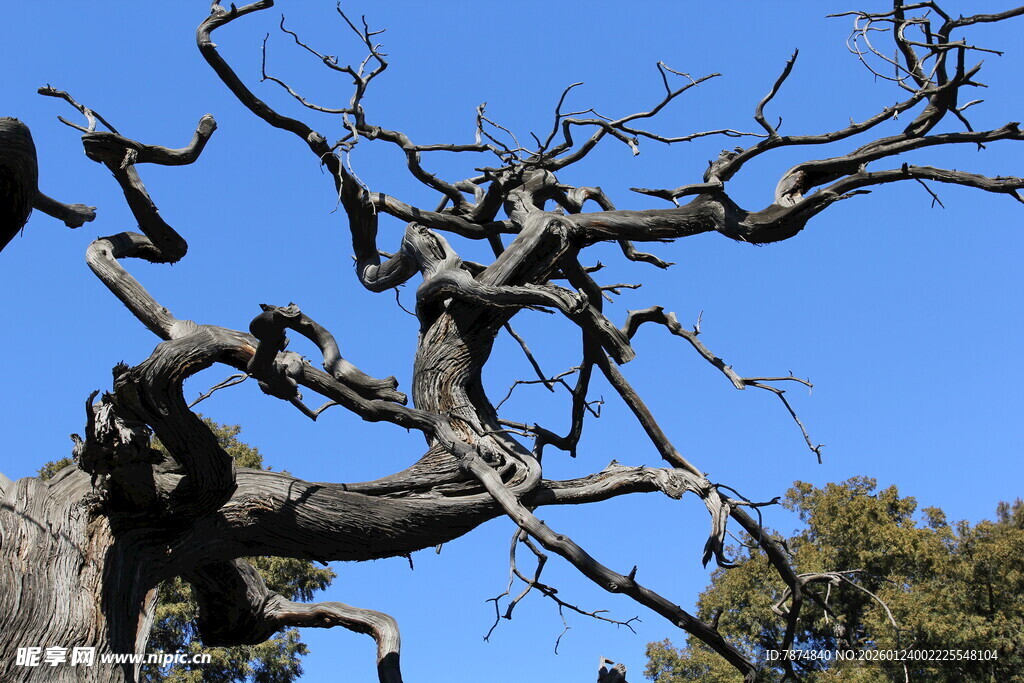 苍劲古树展独特姿态