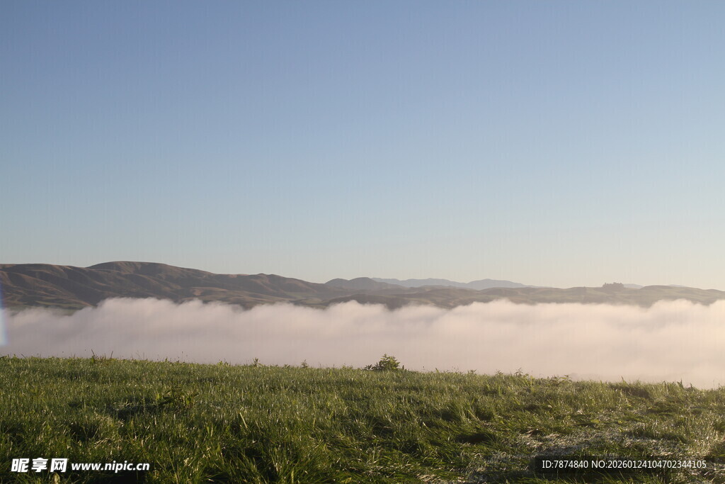 新西兰牛奶牧场