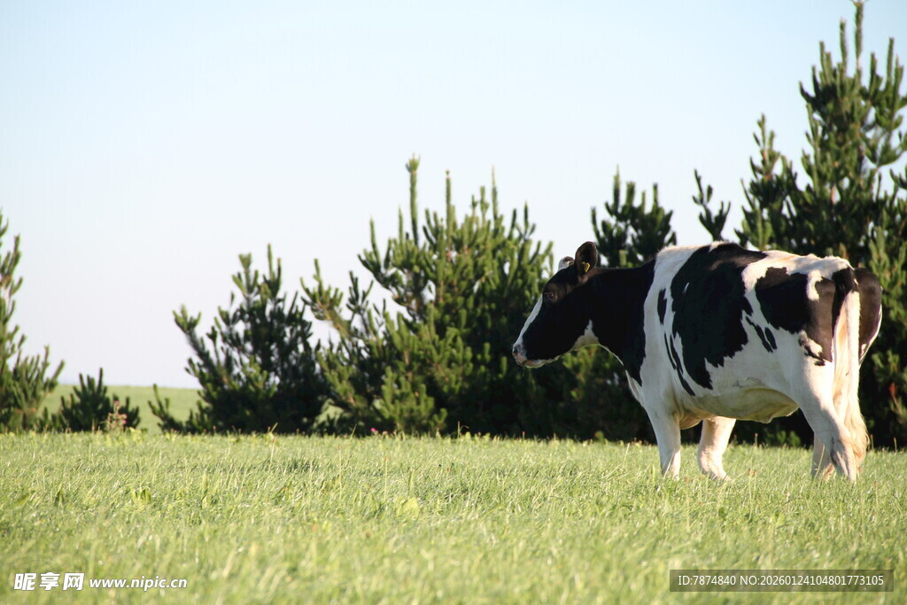 新西兰奶牛牧场