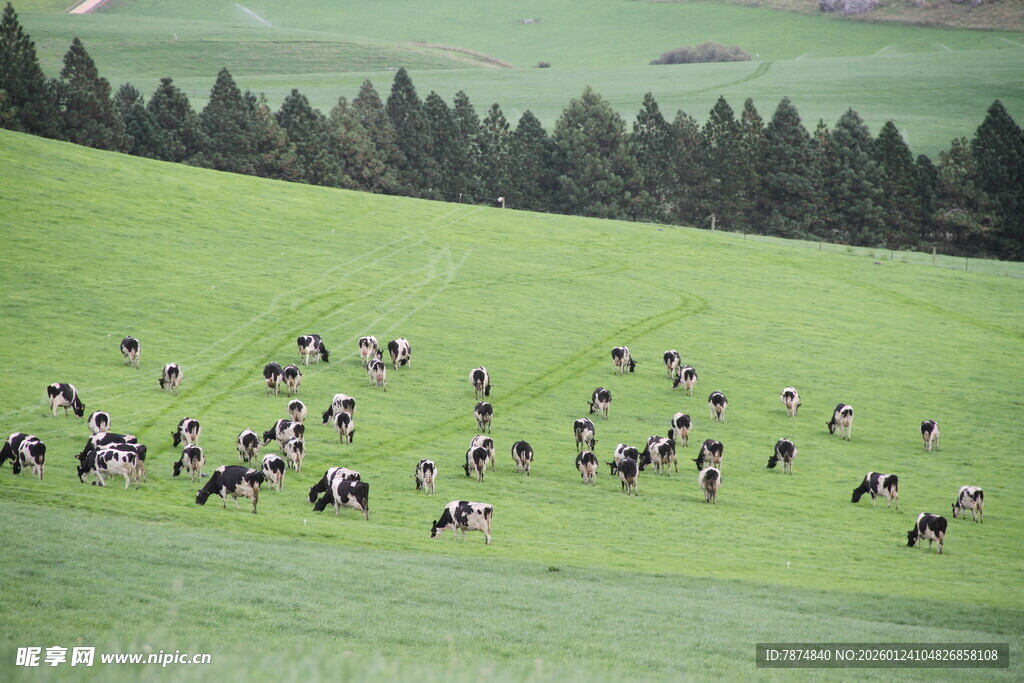 新西兰牛奶牧场